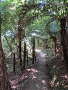 The towering tree ferns along a path in a small Torbay park.