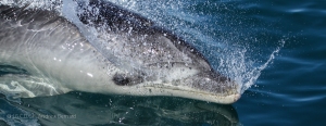 A bottlenose dolphin riding in the wake of the boat.