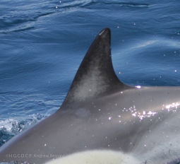 Scars, notches, lesions, and deformities are some of the identifying markers that allow us to distinguish between individual dolphins' dorsal fins.