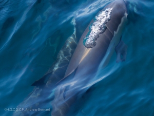 A common dolphin exhales as it comes to the surface.