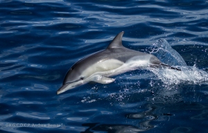 Common Dolphins are one of only several 3-toned species worldwide. 