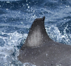 Dolphin_Explorer_NZ_20140130_237