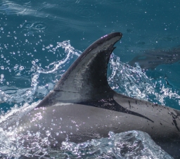 Dolphin_Explorer_NZ_20140130_71