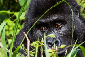 Female Ndjingala shows off her striking eyes, a feature which makes her one of the easier gorillas here to ID.