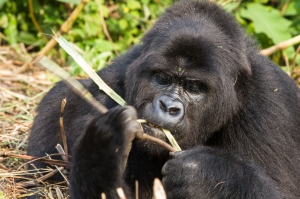 Pinga, the matriarchal leader of the GRACE group, eats the interior pith of a stalk of elephant grass, a staple food for this ca. 200lb. vegetarian.