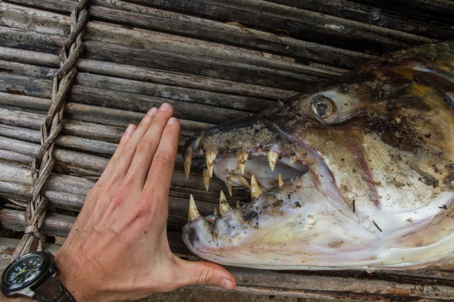 A goliath tigerfish, straight from the Lomami, that a fisherman brought into Katopa camp the day I walked out. Quite a different size than the one I caught on rod and reel in 2011.