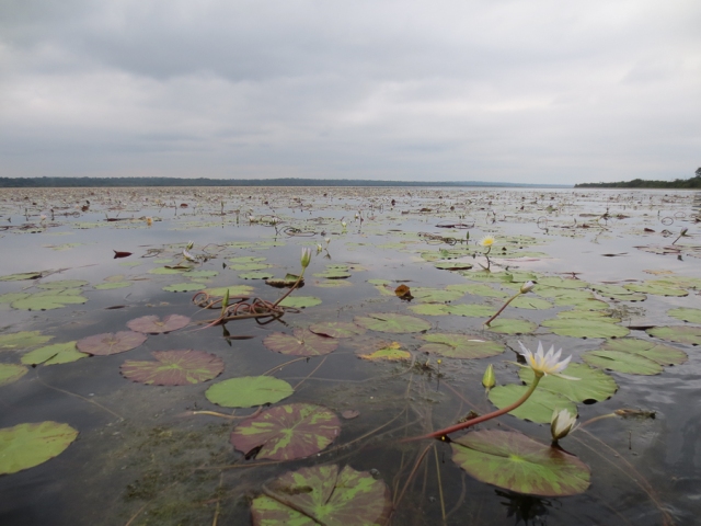 Lac Ndjale. Water lilies all the way across = shallow lake.