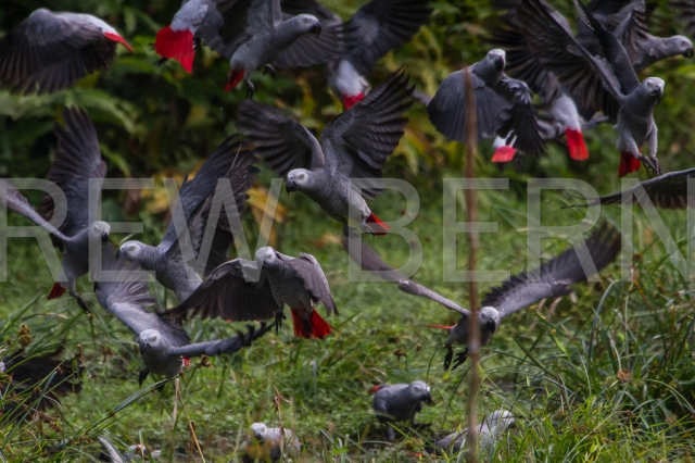A flock of more than 70 parrots visits a remote forest clearing northwest of the Lomami Park.